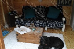 The-Dogs-moved-in